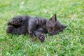 Little black kitten sleeps in the grass. The concept of pets, farm Royalty Free Stock Photo