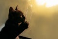 Little black kitten at sunset Royalty Free Stock Photo