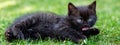 Little black kitten is washing in the grass. The concept of pets, care, farm Royalty Free Stock Photo