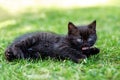 Little black kitten is washing in the grass. The concept of pets, farm Royalty Free Stock Photo