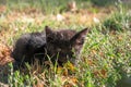 Little black kitty hiding in wild grass