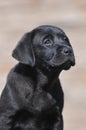 Little black labrador puppy