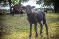 Little Black Lamb