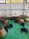 Little black lambs sleep on the floor next to big brown fluffy sheep