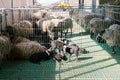 Little black lambs stand and lie near white sheep in a pen on a farm Royalty Free Stock Photo