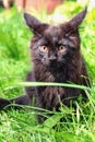 A little black Maine Coon kitten sits on green grass Royalty Free Stock Photo