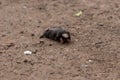 Little black mole talpa europaea on a road or dirt track crossing the street to his meadow and field to dig for insects Royalty Free Stock Photo