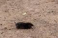 Little black mole talpa europaea on a road or dirt track crossing the street to his meadow and field to dig for insects Royalty Free Stock Photo