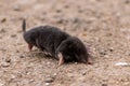 Little black mole talpa europaea on a road or dirt track crossing the street to his meadow and field to dig for insects Royalty Free Stock Photo