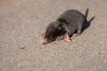 Little black mole talpa europaea on a road or dirt track crossing the street to his meadow and field to dig for insects Royalty Free Stock Photo