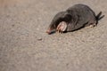 Little black mole talpa europaea on a road or dirt track crossing the street to his meadow and field to dig for insects Royalty Free Stock Photo