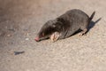 Little black mole talpa europaea on a road or dirt track crossing the street to his meadow and field to dig for insects Royalty Free Stock Photo