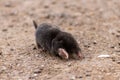 Little black mole talpa europaea on a road or dirt track crossing the street to his meadow and field to dig for insects Royalty Free Stock Photo