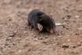 Little black mole talpa europaea on a road or dirt track crossing the street to his meadow and field to dig for insects Royalty Free Stock Photo