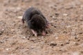 Little black mole talpa europaea on a road or dirt track crossing the street to his meadow and field to dig for insects Royalty Free Stock Photo