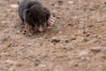 Little black mole talpa europaea on a road or dirt track crossing the street to his meadow and field to dig for insects Royalty Free Stock Photo