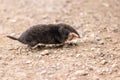 Little black mole talpa europaea on a road or dirt track crossing the street to his meadow and field to dig for insects Royalty Free Stock Photo