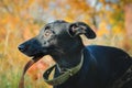 A little black mongrel dog stands in the grass. Close-up, portrait in pprofile