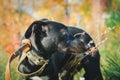 A black mongrel dog stands in the grass. Close-up, portrait in pprofile