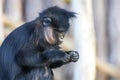 Little black monkey Black Mangabay - Lophocebus aterrimus Royalty Free Stock Photo