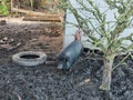 Little black pig in a farm