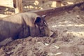 A little black pig is lying on the ground in a pigsty. Royalty Free Stock Photo
