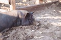 A little black pig is lying on the ground in a pigsty. Royalty Free Stock Photo