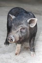 Portrait of a little pig with a sad look. Farming. Pig breeding