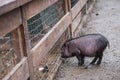 A little black pig walks around the yard