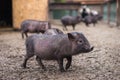 A little black pig walks around the yard Royalty Free Stock Photo