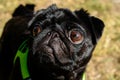 Little black pug in a light green dog vest looking into the camera. Background picture. Royalty Free Stock Photo