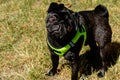 Little black pug in a light green dog vest looking into the camera. Background picture. Royalty Free Stock Photo