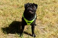 Little black pug in a light green dog vest looking into the camera. Background picture. Royalty Free Stock Photo