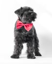 little black puppy breed miniature schnauzer with red bow on a white background close up isolated Royalty Free Stock Photo