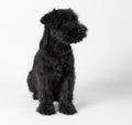 little black puppy breed miniature schnauzer on a white background close up isolated Royalty Free Stock Photo