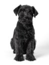 little black puppy breed miniature schnauzer on a white background close up isolated Royalty Free Stock Photo