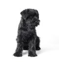 little black puppy breed miniature schnauzer on a white background close up isolated Royalty Free Stock Photo
