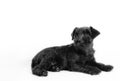 Little black puppy breed miniature schnauzer on a white background closeup isolated Royalty Free Stock Photo