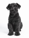 Little black puppy breed miniature schnauzer on a white background close up isolated Royalty Free Stock Photo