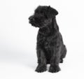 Little black puppy breed miniature schnauzer on a white background close up isolated Royalty Free Stock Photo