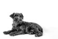 little black puppy breed miniature schnauzer on a white background closeup isolated Royalty Free Stock Photo