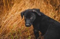 Little black puppy lying in the grass