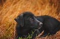 Little black puppy lying in the grass