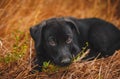Little black puppy lying in the grass