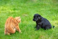 Little black puppy and red kitten playing together on the grass Royalty Free Stock Photo