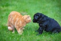 Little black puppy and red kitten playing together on the grass Royalty Free Stock Photo