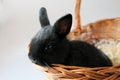 Little black rabbit in a basket close-up.