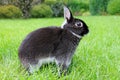 Little black rabbit on green grass background. Royalty Free Stock Photo