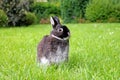 Little black rabbit on green grass background. Royalty Free Stock Photo