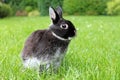 Little black rabbit on green grass background. Royalty Free Stock Photo